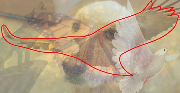 Вы увидели орла: