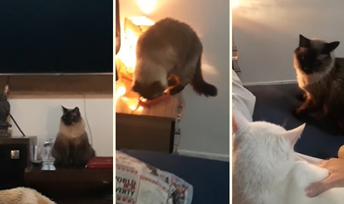 İnsan Dostunun Telefon Alarmını Kapatarak İşe Geç Kalmasına Neden Olan Yaramaz Kedi