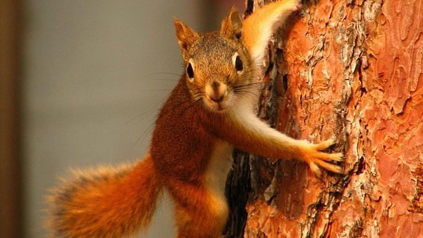 12. Откуда появилось выражение "растекаться мыслию по древу"?