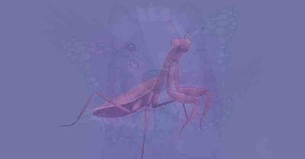 Итак, вы увидели богомола!