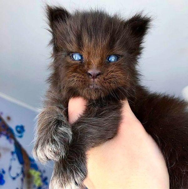 3. Mavi gözlü Maine Coon kedi