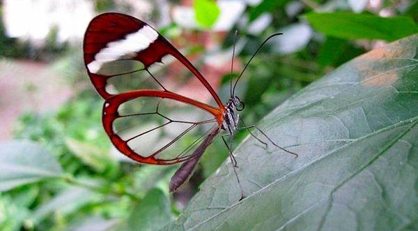 6. Şeffaf kanatlı kelebeklerin kamuflaj yetenekleri diğer kelebeklerden hayli farklı.
