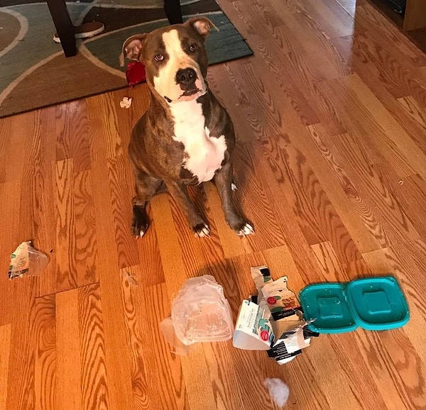 38. И ведь какая невинная моська!