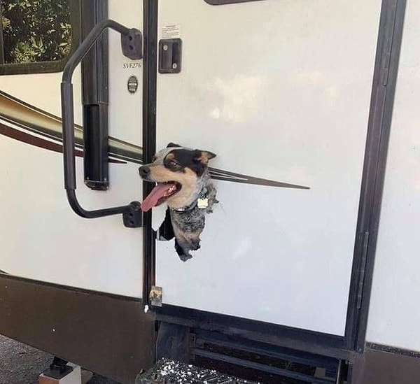 45. "Кто сказал "гулять"?