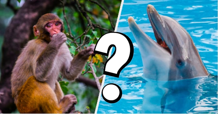 Тест: Какое животное обычно ассоциируют с вашей личностью?