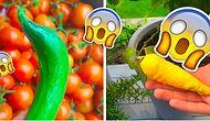 Фото странных овощей и фруктов, которые явно переживают раздвоение личности