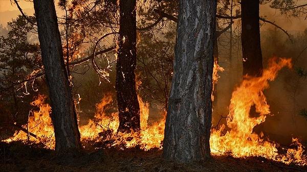 Seyitgazi'ye bağlı Yapıldak ve Gökçegüney köyleri arasında kalan karaçam ormanında, dün saat 17.00 sıralarında yangın çıktı.