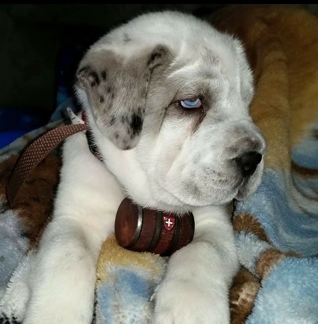4. Husky + Saint Bernard
