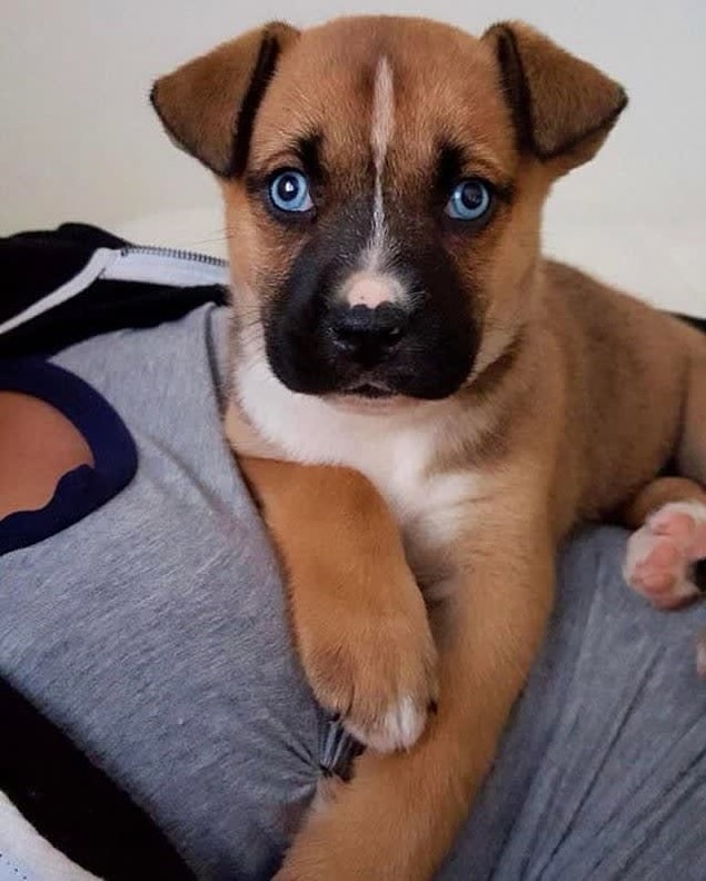 12. Husky + Boxer (Boxsky)