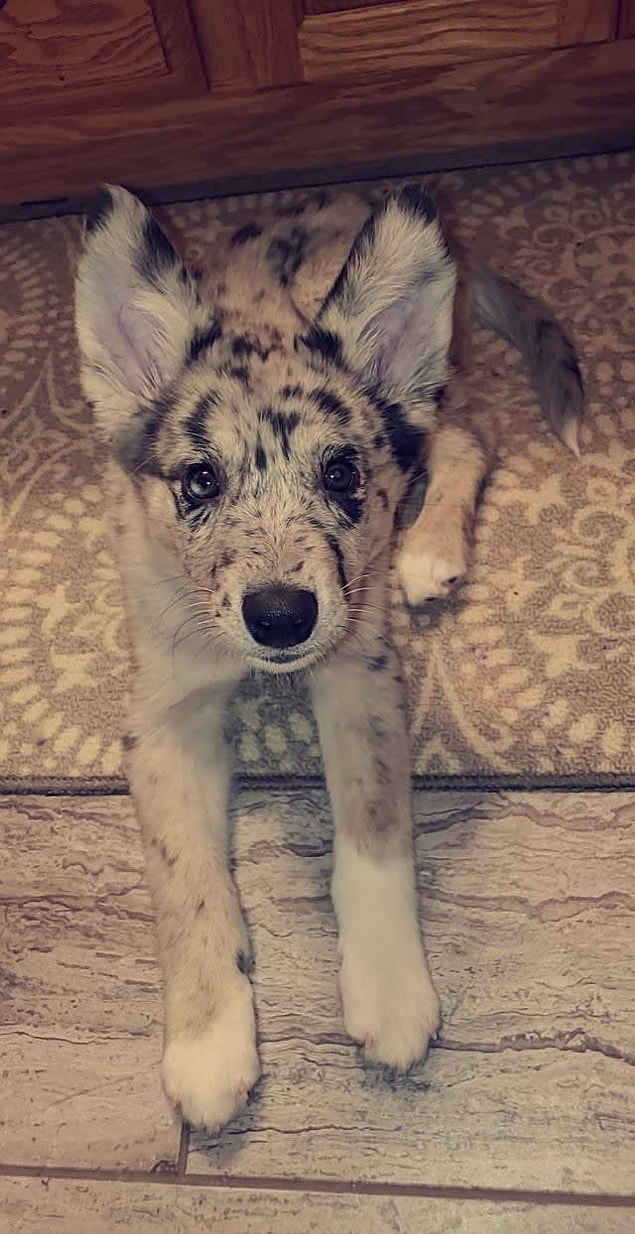 16. Husky + Blue Heeler