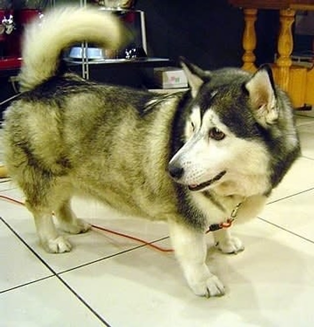 17. Husky + Corgi (Horgi)