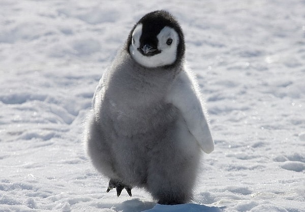 Показать правильный ответ: