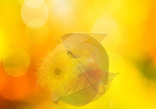 Исполнение мечты