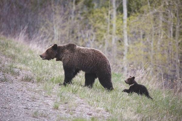 Çevre koruma uzmanları, insanlar tarafından rahatsız edilmeyen ayıların bu tür saldırılarının nadiren görüldüğünü söylüyor.