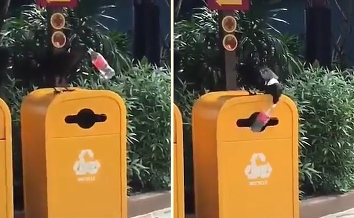 Смышленая птица, которая преподала урок многим людям, сложив мусор в урну