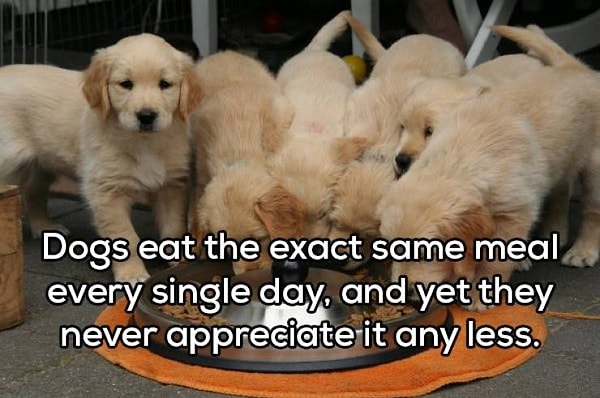 1. "Собаки едят одну и ту же еду каждый день, но от этого они не перестают наслаждаться ею"