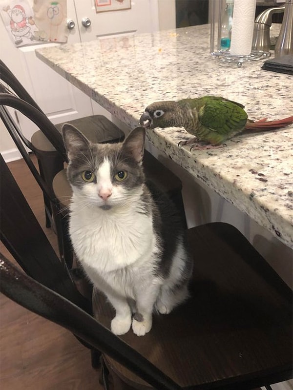 29. Всего один клювчик