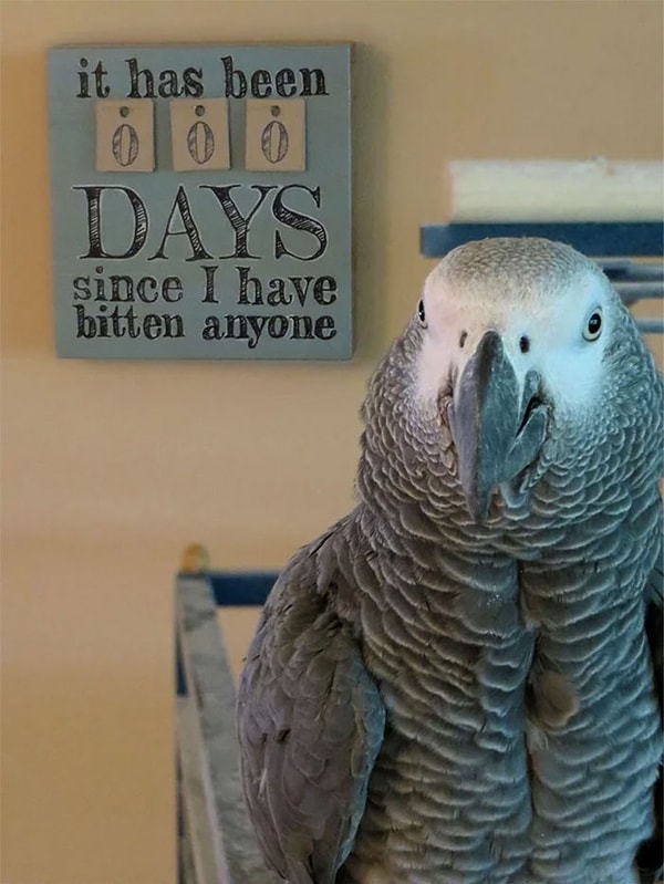 36. Плохая птичка