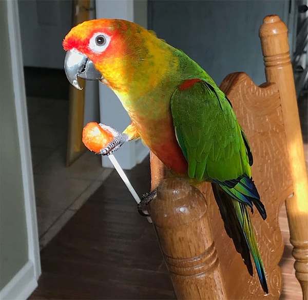 46. Этот попугай забрал у моего сына конфету и заставил его плакать.