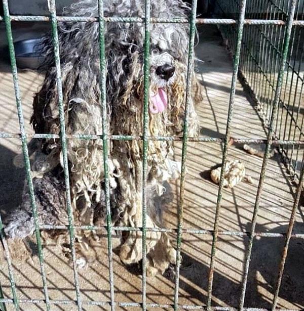Manisa'nın Akhisar ilçesinde, geçici olarak tutulduğu hayvan barınağında, hayvanseverlerce bakımsızlıktan tüyleri uzamış ve keçeleşmiş bulunan köpek, İzmir'deki Hayvanlar İçin Projeler Derneği'nin (HipDer) de desteğiyle veterinere götürülerek, tıraş ettirildi. Tıraşın ardından 10 kilodan 6,5 kiloya düşen köpeğin, 3 yaşında erkek terrier olduğu ortaya çıktı.