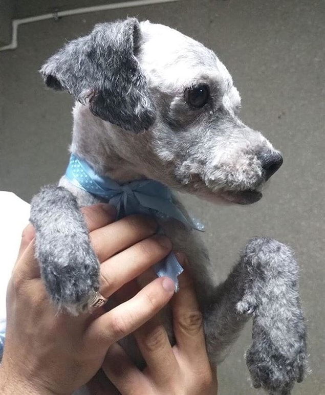 HipDer Başkan Yardımcısı İksir Altıok, köpeğin kan değerlerinin normal ve sağlık durumunun iyi olduğunu söyledi.