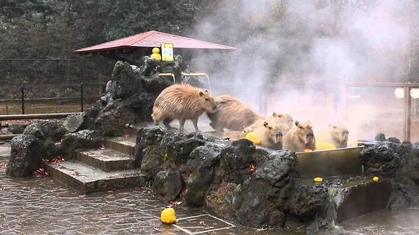 16. Kapibaralar için yapılmış bir kaplıca. Japonlar onları seviyor.