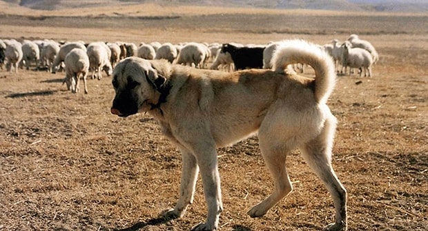 Kangal Müzesi