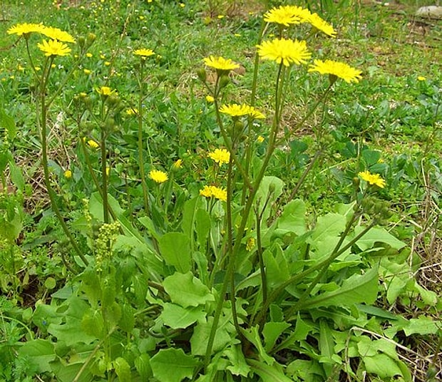 Aslandişi