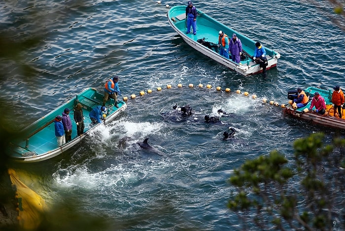 Japonya'da Tepkilere Neden Olan 'Geleneksel Av' Başladı: 6 Ay Boyunca 1.700'den Fazla Yunus Öldürülecek ya da Yakalanacak