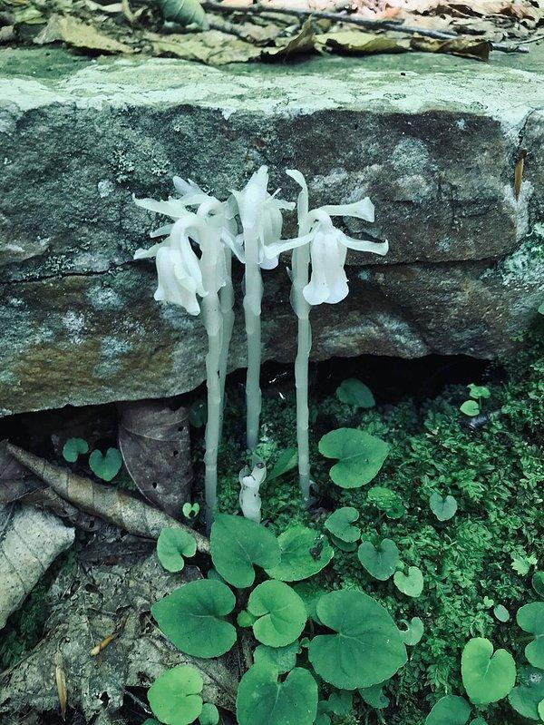3. Fotoğrafta gördüğünüz bir hayalet bitkisi. Üzerinde yetiştiği floradan beslendiği için güneş ışığına gerek duymuyor ve kendisi de bu florayı besliyor.