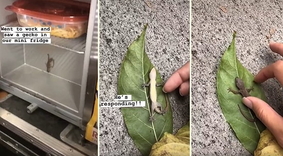 Mini Buzdolabında Hareketsiz Halde Bulduğu Kertenkeleyi Kalp Masajıyla Hayata Döndüren Güzel İnsan