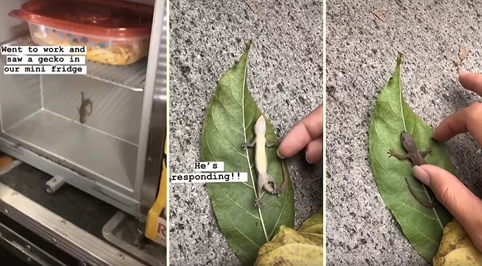 Mini Buzdolabında Hareketsiz Halde Bulduğu Kertenkeleyi Kalp Masajıyla Hayata Döndüren Güzel İnsan