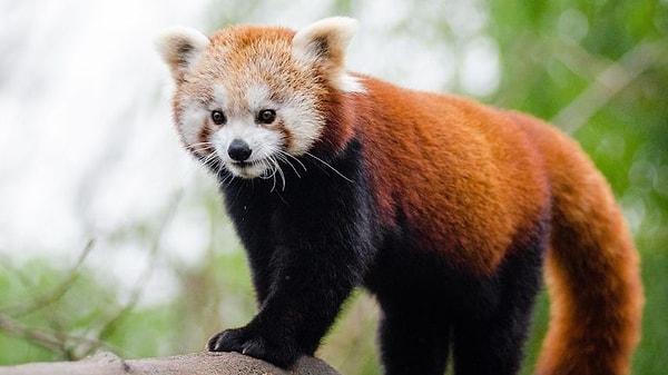 13. Kırmızı pandaların yaşayan akrabası yoktur. Bildiğimiz pandalarla bile akraba değillerdir.