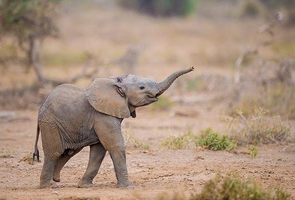 Haftaya güzel haberlerle başlayalım!  Bebek fillerin annelerinden koparılıp farklı ülkelere ticari amaçlı satışı yasaklandı.