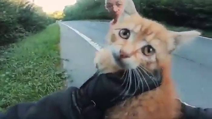 Yolun Ortasında Kalan Kediyi Kurtaran Güzel İnsanlar!