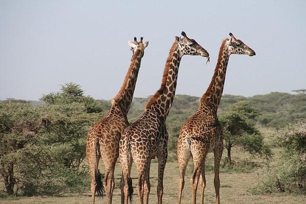 18. Bir zürafa grubuna ''kule'' denir.