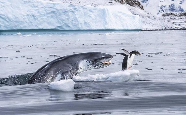 3. Su altında en hızlı yüzen penguen türü Gentoo pengueni bir anda sudan çıkan leopar fokundan kaçarak hayatta kalmaya çalışıyor.