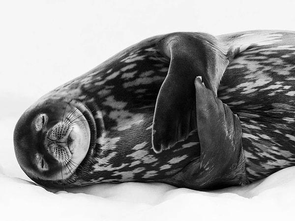 8. Güney Georgia’daki Larsen Harbour’da bir weddell foku uyuyor.