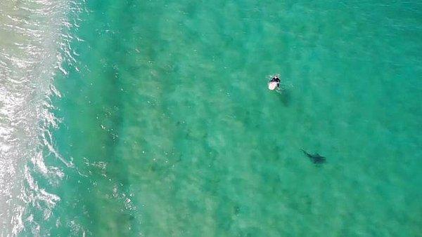 Ülkenin en büyük şehri Sidney'in yaklaşık 100 kilometre güneyinde bulunan ünlü sahilde görev yapan Christopher Joye, kızıl ötesi termal kamerayla donanımlı bir drone ile kıyıya yakın bir noktada köpek balığını fark etti.