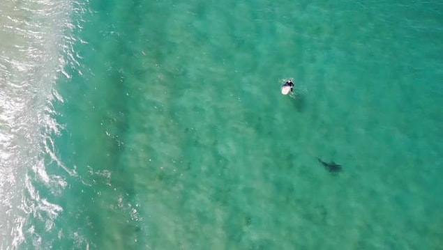 Ülkenin en büyük şehri Sidney'in yaklaşık 100 kilometre güneyinde bulunan ünlü sahilde görev yapan Christopher Joye, kızıl ötesi termal kamerayla donanımlı bir drone ile kıyıya yakın bir noktada köpek balığını fark etti.