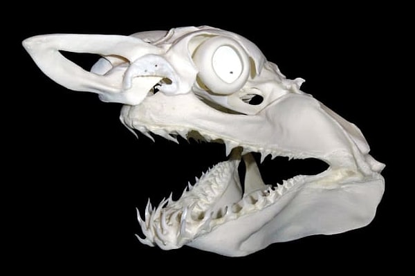 4. Какое здесь животное?