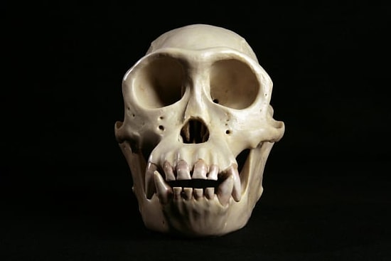 Тест: Сможете ли вы угадать животное по черепу?