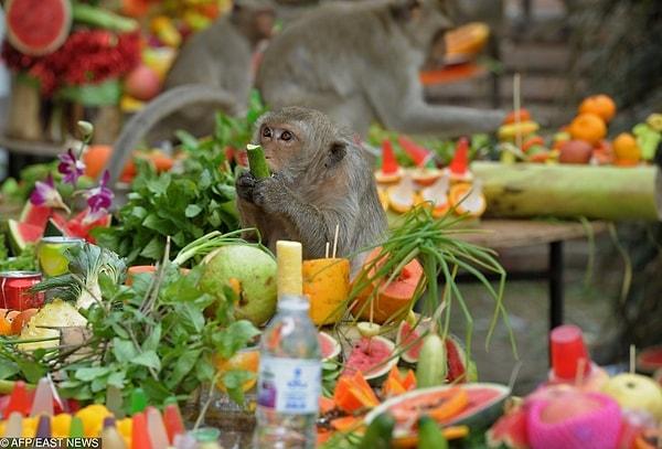 11. Yerel maymunlar için yiyeceklerle döşenmiş bir festivalleri var.