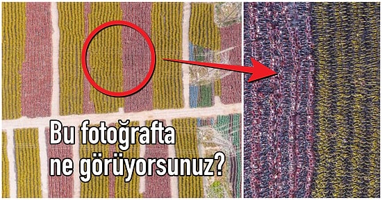 Çiçek Tarlası mı, Yoksa Halı Deseni mi? Bu Görselin Neye Ait Olduğunu Muhtemelen Bilemeyeceksiniz!