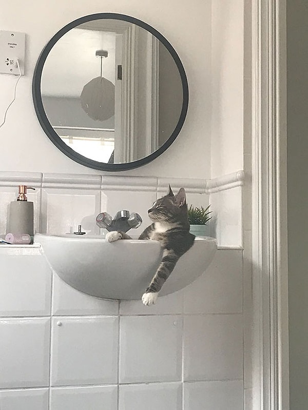 7. "Мой кот, когда думает, что дома никого нет"