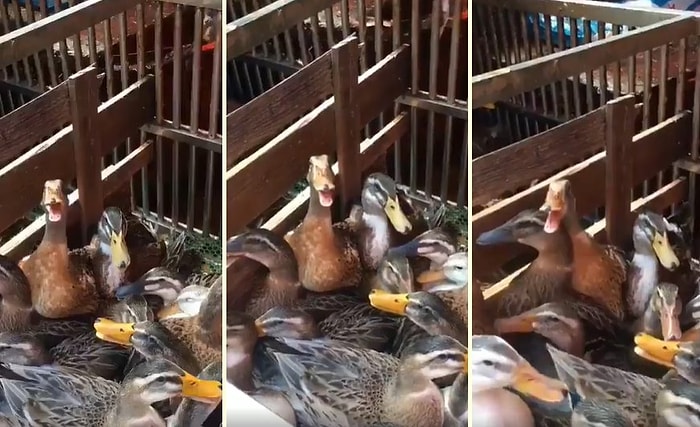 Kötü Adam Gülüşü Yapan Ördeğin İnsanın Sinirini Bozan Görüntüleri!