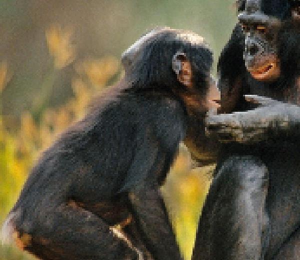 9. 10000 ila 50000 arası kaldığı düşünülen cüce şempanze.