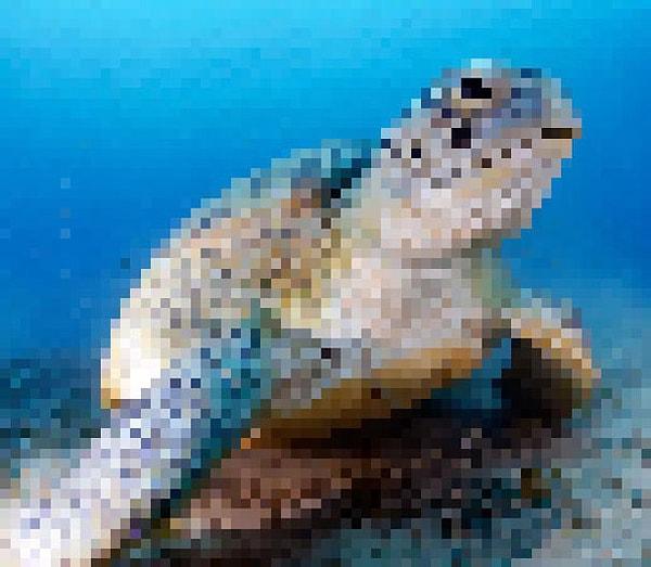 17. 3000 ila 550 adet arası kaldığı düşünülen yeşil deniz kaplumbağası.