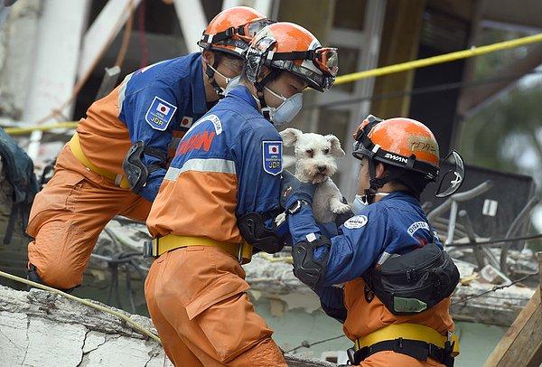 7. Schnauzer cinsi bir köpek kurtulduğu depremin ardından enkazdan çıkarılıyor, Mexico City.