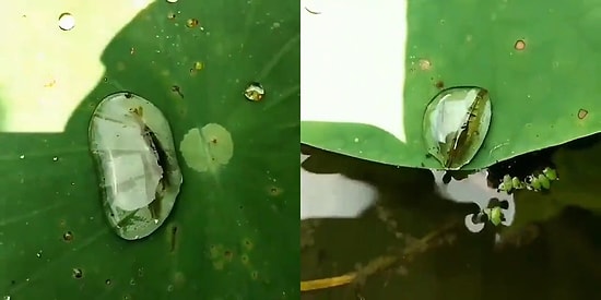 Suyun Yüzey Gerilim Özelliğini Ustaca Kullanıp Göle Ulaşan Minik Karides